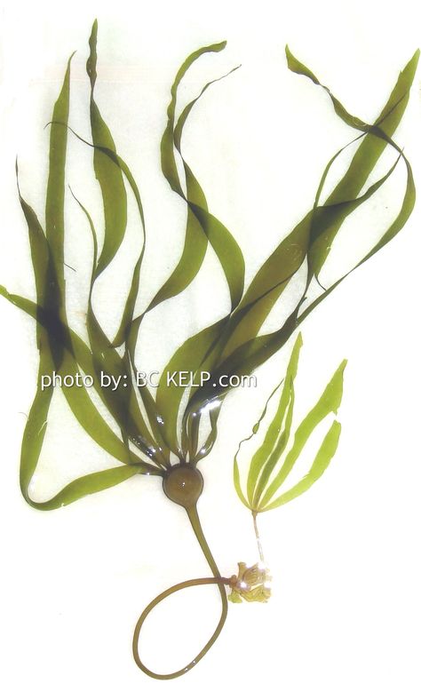 Image result for kelp and seaweed Ocean Plants, Underwater Plants, Kelp Forest, Sea Plants, Sea Vegetables, Lily Pond, Deep Blue Sea, Botanical Drawings, Water Droplets