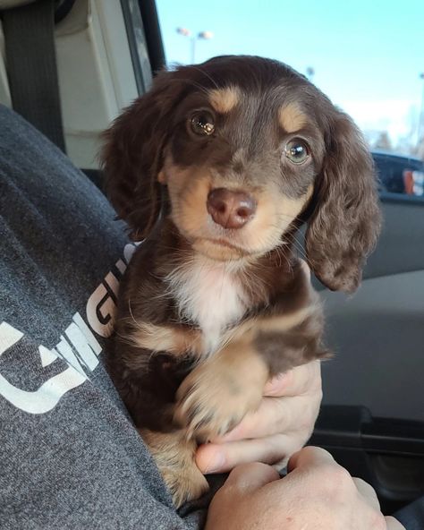 Brown Mini Daschund, Chocolate And Cream Dachshund, Miniture Duchound, Mini Dash Hound, Mini Dauschaund Puppy, Mini Daschund, Weiner Dog Puppies, Chocolate Dachshund, Daschund Puppies