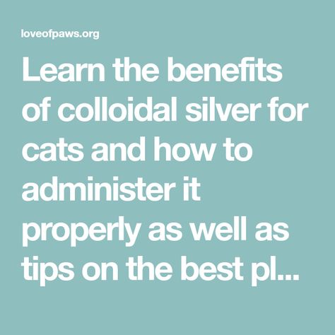 Learn the benefits of colloidal silver for cats and how to administer it properly as well as tips on the best places to buy it Pregnant Cat, Eye Infections, Respiratory Diseases, Digestion Process, Bacterial Infection, Glass Dropper Bottles, Natural Antibiotics, Silver Cat, Digestive System