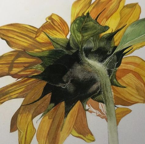 Billy Showell, Sunflower Painting, Happy Friday, Botanical Art, Sunflower, Art