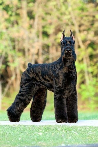 Sky Outfit, Schnauzer Breed, Schnauzer Grooming, Puppy Dog Pictures, Giant Schnauzer, Schnauzer Puppy, Dog Ideas, Schnauzer Dogs, Purebred Dogs