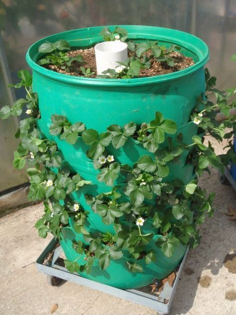 I grow Beans, Strawberries, Lettuce, Squash and Cukes with this method: Diy Barrel, Vertical Container Gardening, Owner Builder, Strawberry Planters, Vertical Vegetable Garden, Barrel Planter, Tank Pool, Vertical Herb Garden, Growing Strawberries