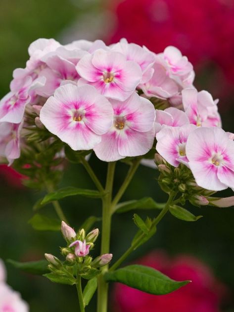 Watercolour Reference, Tall Phlox, Phlox Flower, February Flowers, Phlox Plant, Phlox Flowers, Attract Pollinators, Seed Germination, Types Of Flowers