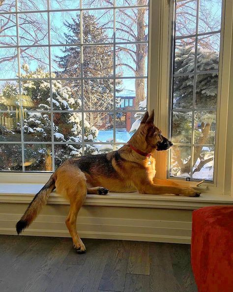 GSD Corner® on Instagram: “Relaxing😌❤ ➖ Tag a friend who needs to see this cutie! ❤ ➖ Don't forget to follow us for daily dose of GSD cuteness! ☑🤗😍 ➖ 📷 Photo by 👉…” German Shepherd Care, Puppy Stages, Every Dog Breed, Dog German, Scary Dogs, Gsd Puppies, Family Dog, Dog Shedding, Big Dog