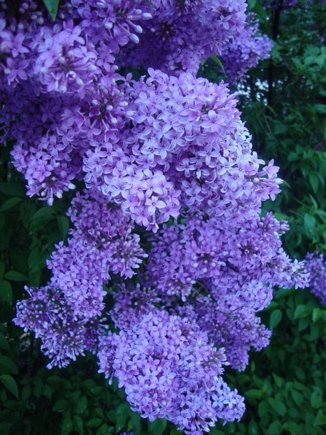 Lilac Syringa, Common Lilac, Syringa Vulgaris, Lilac Bushes, Blue And Purple Flowers, Backyard Garden Design, Lilac Flowers, Exotic Flowers, Beautiful Blooms