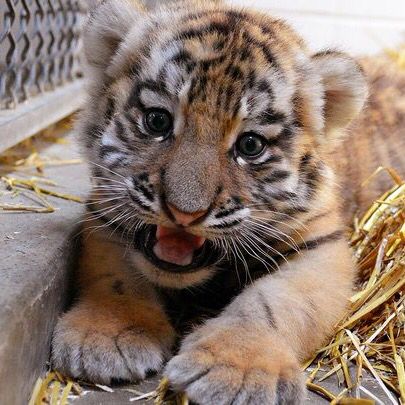 Indianapolis Zoo, Wildlife Images, Amur Tiger, Animal Babies, Tiger Pictures, S Name, Pet Tiger, Animals Pictures, Young Animal