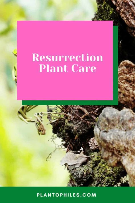 Resurrection Plant Care, Rose Of Jericho Plant Display, The Miracle Season, Jericho Rose, Resurrection Plant, Rose Of Jericho, Indoor Cactus, White Flies, Root System