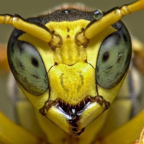 Bug Faces Up Close, Insect Eyes, Macro Photography Insects, Weird Insects, Micro Photography, Insect Photography, Cool Bugs, A Bug's Life, Rare Animals