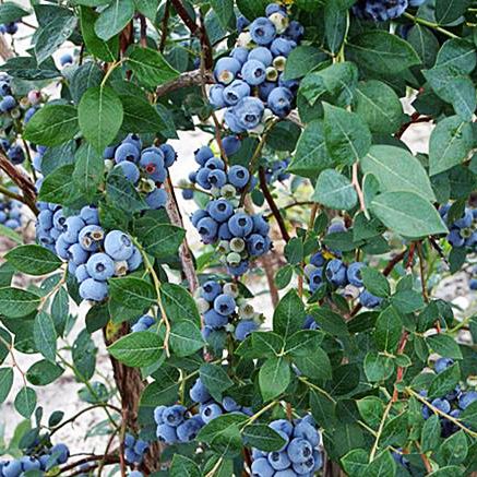 Blended Roots, Blueberry Bush, Blueberry Plant, Berry Plants, Blueberry Bushes, Easy Care Plants, Plant Ideas, Bountiful Harvest, Poppy Seeds