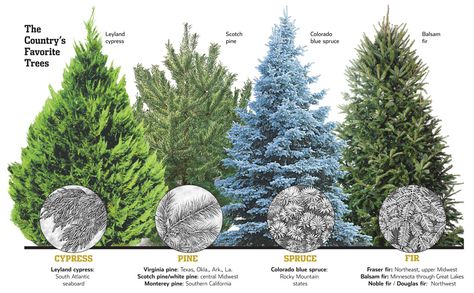 TheCountrysFavoriteTrees- mine is the blue spruce Colorado Blue Spruce Tree, Colorado Blue Spruce Landscaping, Norway Spruce Tree Landscaping, Blue Spruce Landscaping, Landscape Island, Real Christmas Trees, Tree Border, Blue Spruce Tree, Blue Cypress