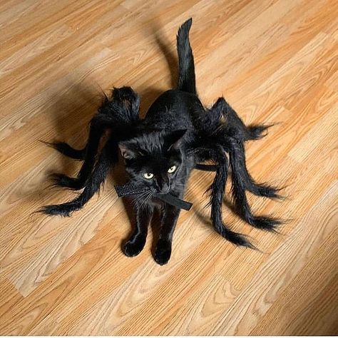 Spider cat 🙀 Spider Cat, Minute Games, Vampire Cat, Mr Cat, Cat Halloween Costume, Cat Post, A Black Cat, Halloween Animals, Cat Costumes