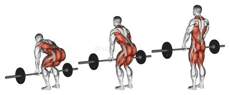 Exercising. Deadlifts with a barbell. Deadlifts with a barbell. Exercising for bodybuilding. Target muscles are marked in red. Initial and final steps Dead Lift Workout, Intense Leg Workout, Weight Training Plan, Leg Workout At Home, How To Get Bigger, Leg Training, Weight Training Workouts, Workout Days, Gym Workout Tips