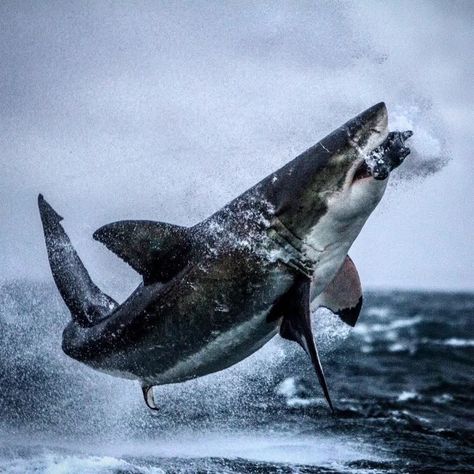 Shark Dailys on Instagram: “Please doubletab and tag a Friend below Follow us @shark_lovers_world for more💝 #via: @whitesharksdaily #greatwhitesharks #sharkattack…” Shark Jumping Out Of Water, Shock Mansion, Cool Sharks, Shark Photos, Shark Pictures, Fishing Photography, Shark Art, Shark Lover, Shark Fishing