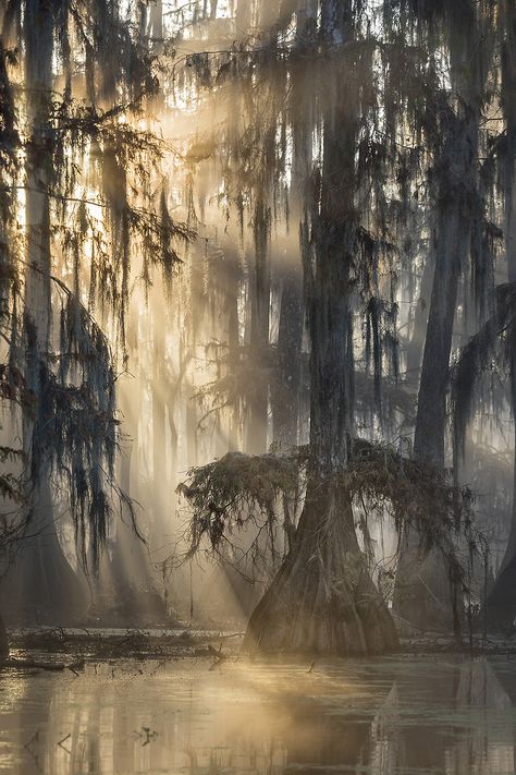 Dawn+in+Louisiana Swamp Scenes Louisiana, Louisiana Bayou Aesthetic, Louisiana Swamp Aesthetic, Swamp Aesthetic Dark, Louisiana Wallpaper, Louisiana Scenery, Bayou Wallpaper, Bayou Aesthetic, Louisiana Aesthetic