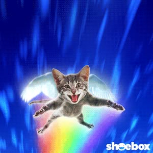 Silly Cat Gif Banner, Spinning Cat Gif, Yippie Yippie Cat Gif, Exploding Cat Gif, Meme Cat Wallpaper Computer, Angel Cat, Cat Cute, Silly Cats Pictures, Funny Cat Videos