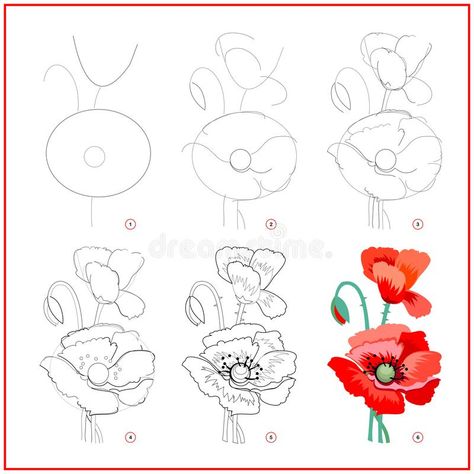 Page shows how to learn to draw step by step flower of red poppy. Developing children skills for drawing and coloring. stock illustration Poppy Flower Sketch Simple, Poppy Flower Tutorial, Red Poppy Flower Drawing, Learn To Draw Flowers Step By Step, How To Draw Poppies Step By Step, How To Paint A Poppy Flower Step By Step, Flower Drawing Poppy, Poppy Flower Drawing Step By Step, How To Paint Poppy Flowers