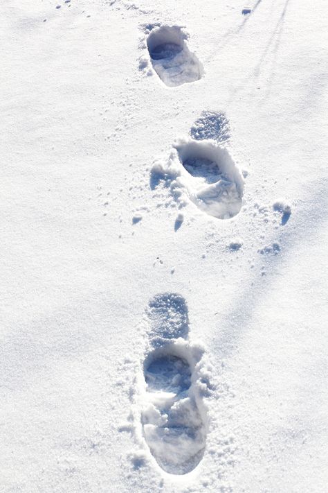 Footsteps In Snow, Aesthetics Blood Snow, Snowy Path, Animal Tracks In Snow, Creepy Snow Aesthetic, Water Tribe, Oc Pokemon, Fire Nation, Sports Photography