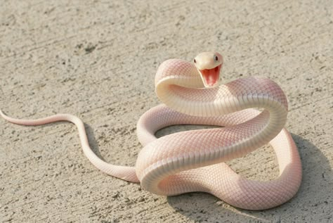 Smile for the camera!  (Imgur, via Reddit) #snakes Mamba Snake, Rat Snake, Pretty Snakes, Snake Wallpaper, Albino Animals, Snake Venom, Cute Reptiles, Cute Snake, Beautiful Snakes