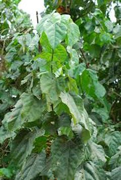 Alchornea cordifolia Christmas Bush Polexia Aphrodisia, Euphorbia Cotinifolia, Callirhoe Involucrata, Phacelia Campanularia, Tinospora Cordifolia Plant, Clay Soil, Dry Leaf, Evergreen Shrubs, Herbal Medicine