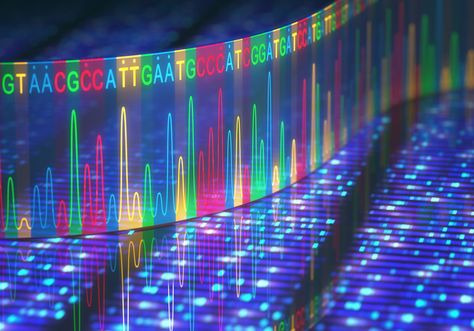 Humans are still evolving, say scientists | Human World | EarthSky Sanger Sequencing, Next Generation Sequencing, Genome Sequencing, Dna Replication, Genetic Diseases, Human Genome, Human Dna, Gene Therapy, Dna Repair