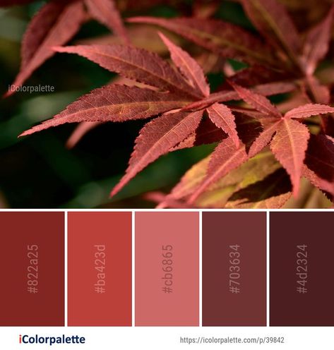 Autumn Images, Autumn Leaf Color, Sunrise Colors, Color Palette Ideas, Fall Palette, Orange Color Palettes, Forest Color, Palette Ideas, Palette Inspiration