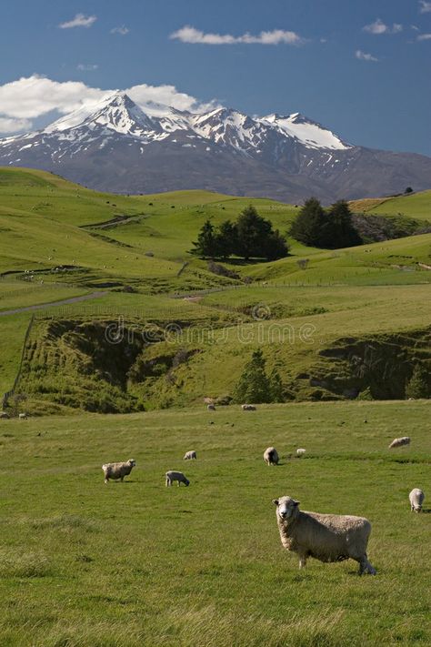 New Zealand sheep farm. View of sheep farm in New Zealand with Mount Ruapehu in , #ad, #farm, #sheep, #Zealand, #View, #background #ad New Zealand Sheep Farm, New Zealand Farm, Sheep Pasture, New Zealand Mountains, Nz Travel, Urban Farmer, New Zealand Travel Guide, Photography Genres, Sheep Farm