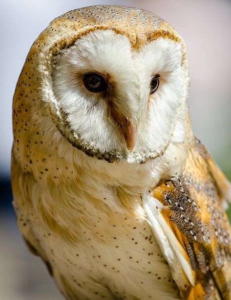 Free stock photo: Barn Owl, Predator, Bird - Free Image on Pixabay ... Owl Kids, Owl Photography, Owl Images, Owl Photos, Owl Pictures, Beautiful Owl, 수채화 그림, Owl Bird, Snowy Owl