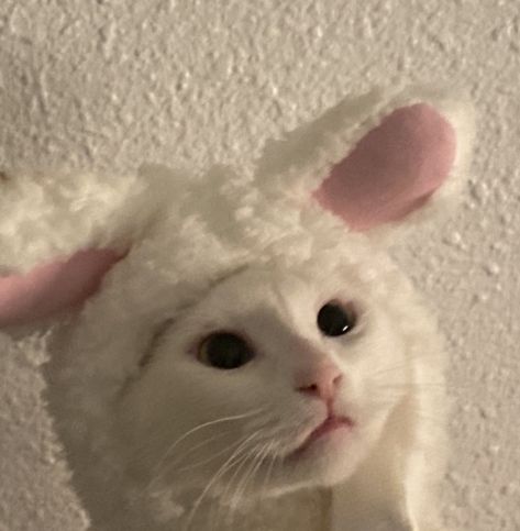 Cat Dog Aesthetic, Easter Cats, Cat Club, Cat Icon, Cute Animals Images, Cat Hat, Silly Animals, Kawaii Cat