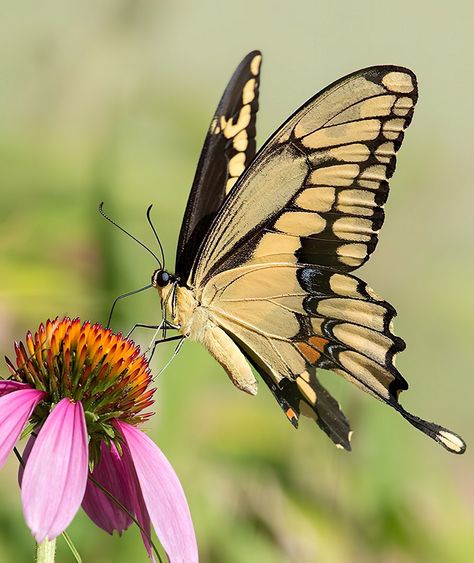 Butterflies Reference Photo, Butterfly Zoomed In, Photo Of Butterfly, Butterfly Front View, Butterfly Reference Photos For Artists, Butterfly Close Up, Nature Drawing Reference, Most Beautiful Butterfly Photography, Butterfly On Flower Photography