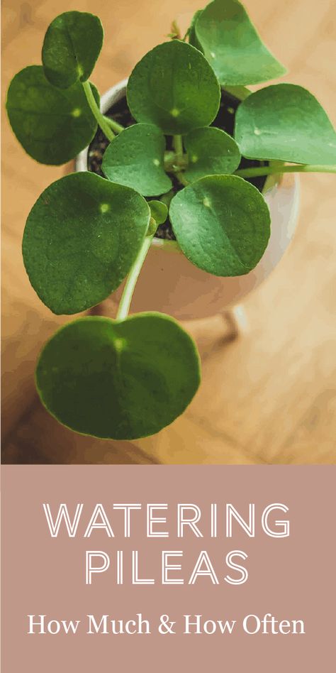 Bottom Watering Plants, Chinese Money Plant Care, Money Plant Care, Plant Obsession, Porch Plants, Houseplant Care, Plant Mama, Planting Pot, Pilea Peperomioides