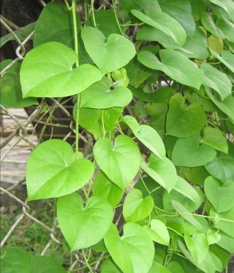 Tinospora cordifolia (Thippa teega) Urinary Infection, Medical Plants, African Herbs, Ayurvedic Plants, Homeopathy Medicine, Plant Benefits, Ayurvedic Remedies, Herbal Plants, Fragrant Plant