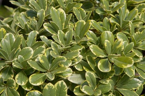 ‘Mojo’ Japanese Pittosporum Variegated Pittosporum Landscape, Silver Sheen Pittosporum, Japanese Pittosporum, Nandina Plant, Foundation Plants, Phlox Plant, French Hydrangea, Southern Living Plant Collection, Florida Landscape