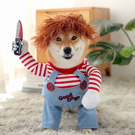 Funny Pet Costumes, Deadly Doll, Funny Dog Clothes, Funny Costumes, Puppy Party, Alaskan Malamute, Dog Costume, Cat Costumes, Pet Costumes