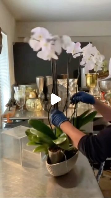 FLORAL DESIGN & WORKSHOP 🇺🇸🇵🇭 on Instagram: "Styling 🦋Orchids in a Vase .

.
.

#phalaenopsis #orchids #freshflowers #dailyinspo #fresh" Orchid Arrangements Ideas Vases, Orchids Arrangements Ideas, Orchid Vase, Types Of Moss, Orchid Flower Arrangements, Design Workshop, Orchid Arrangements, Phalaenopsis Orchid, Orchid Flower