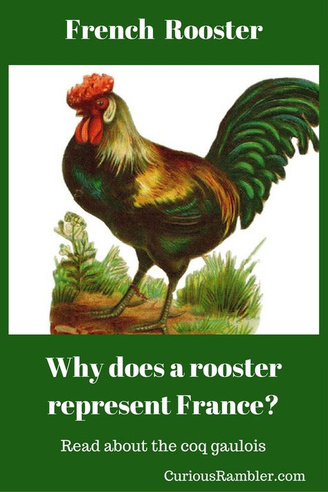 Gallic Rooster, French History, The Rooster, A Symbol, Rooster, Football, France, History, Animals