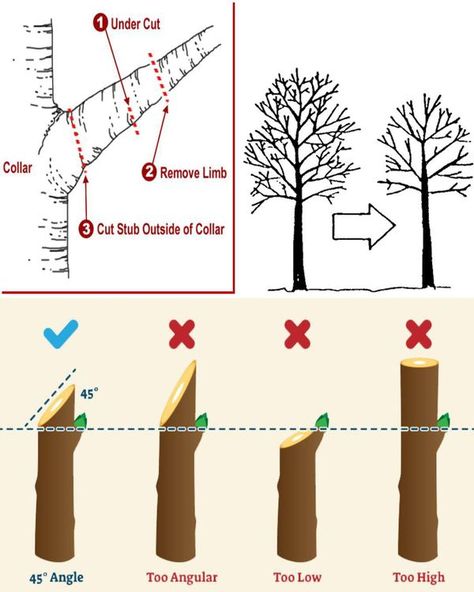 Why, When, and How to Trim Trees... - Plants and gardening Plants And Gardening, Garden Fruit, Trees And Shrubs, Planting, Planting Flowers, Trees, Trim, Fruit, Plants