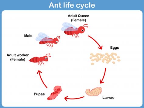 Preschool Animals, Ant Life Cycle, Nouns Activities, Cool Science Fair Projects, Science Clipart, Science Room, Montessori Printables, Life Cycles Activities, Science Quotes