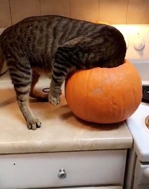 Love Pictures For Him, Kitty Play, Funny Love Pictures, Halloween Cats, Cat Pumpkin, Funny Cat Pictures, Animal Pics, Funny Love, Kitty Kitty