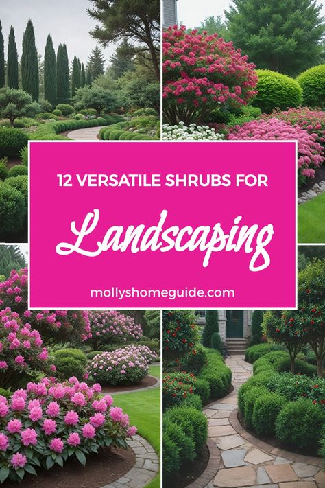 Discover the best shrubs for landscaping your outdoor space! Whether you're looking for low maintenance shrubs, evergreen varieties, or flowering options for hedges, we've got you covered. From shrubs for full sun to those suitable for partial shade, find the perfect plants for your specific needs. Create a beautiful landscape with these no-effort, drought tolerant selections that are perfect for small spaces or the front of your house. Front Of House Landscape Ideas Full Sun, Front Landscaping Ideas Low Maintenance, Utah Landscape Ideas, Best Landscaping Plants, Full Sun Landscaping Ideas, Evergreen Landscape Front Yard, Shrubs For Full Sun, Shrubs For Borders, White Flowering Shrubs