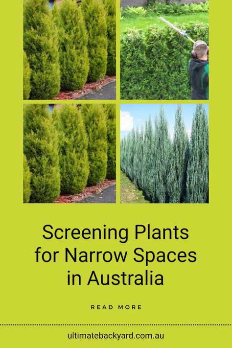 As urban living spaces get smaller, finding the right screening plants for narrow areas becomes essential. In Australia, there are fantastic options that not only fit perfectly in tight spots but also enhance your backyard's privacy. Native Australian plants like hedges and small trees can make a world of difference without taking up too much room. Ready to improve your outdoor space? Check out the full article to discover the best screening choices specifically for busy urban backyards. Plants For Narrow Spaces, Climbing Plants Fence, Screening Plants, Hedge Trees, Urban Backyard, Evergreen Hedge, Ultimate Backyard, Screen Plants, Privacy Plants