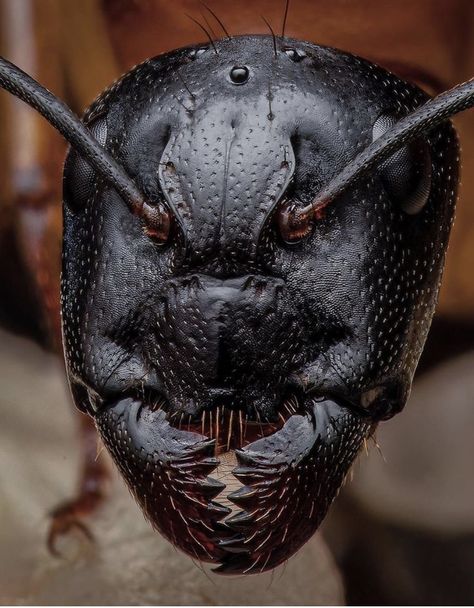 Ant 🐜 Ant Up Close, Ant Close Up, Hissing Roach, Ant Man Wallpaper, Ants Repellent Diy, Nature Aesthetic Art, Ant Craft, Ant Killer Recipe, Repellent Diy