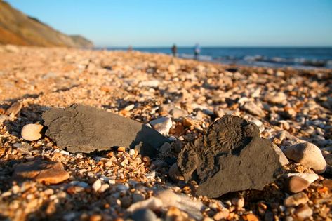 Fossils on charmouth beach, on the jurassic coast of Dorset. Sharks Teeth, Lulworth Cove, Hampshire England, Pembrokeshire Coast, Fossil Hunting, South West Coast Path, Rock Hunting, Norfolk Coast, Jurassic Coast