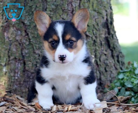 Babe | Pembroke Welsh Corgi Puppy For Sale | Keystone Puppies Black Corgi Puppy, Corgi Puppy Aesthetic, Corgi Mix Puppies, Black Corgi, Corgi Puppies For Sale, Pembroke Welsh Corgi Puppies, Cute Corgi Puppy, Puppy Find, Corgi Puppies