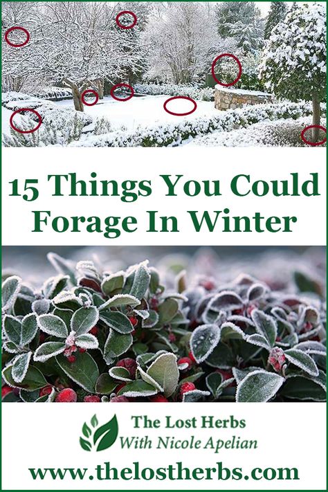 Winter Foraging Pnw, Christmas Foraging, Foraged Recipes, Winter Foraging, Survival Homestead, Ginseng Plant, Urban Foraging, Medicinal Wild Plants, Indoor Herbs