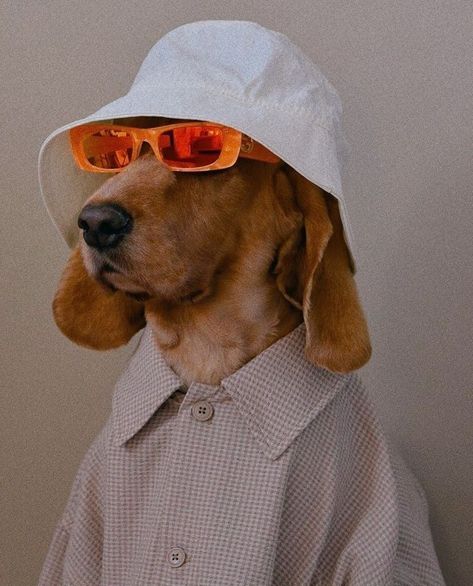 Dog Glasses, Dachshund Lovers, A Dog, Dachshund, Sunglasses, White, Instagram