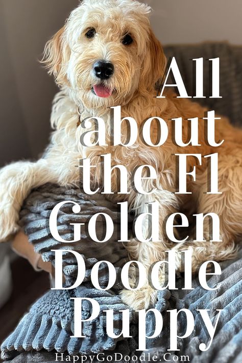 Cream-colored Goldendoodle sitting on a blue blanket with the title All About the F1 Goldendoodle Puppy F1 Goldendoodle, American Golden Retriever, English Goldendoodle, Moyen Poodle, Goldendoodle Grooming, W Pictures, F1b Goldendoodle, English Golden Retrievers, Goldendoodle Breeders