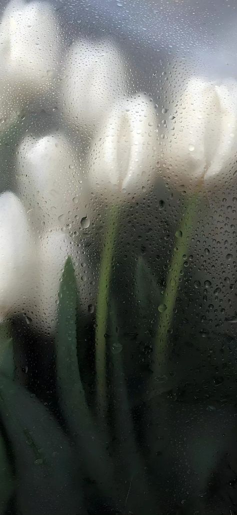 Rainy Flower Wallpaper, Wet Flowers Wallpaper, White Tulips Wallpaper, Flor Iphone Wallpaper, Tulips Wallpaper, Wet Flowers, Piskel Art, Rain Wallpapers, Iphone Wallpaper Landscape