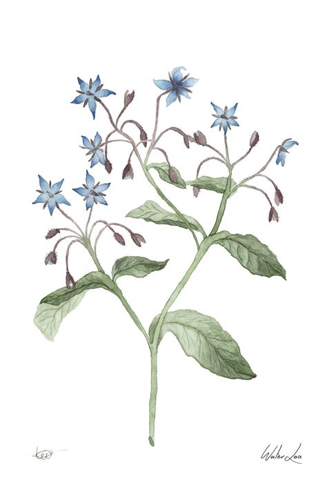 Borage watercolor painting #watercolor #aquarel Borage Drawing, Borage Illustration, Borage Tattoo, Watercolor Herbs, Wild Foraging, Natural Inspiration, Garden Club, Flower Tattoo Designs, Plant Illustration