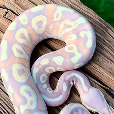 Pet Snakes, Python Morphs, Pretty Snakes, Ball Python Morphs, Ball Pythons, Python Snake, Cute Reptiles, Pet Snake, Beautiful Snakes