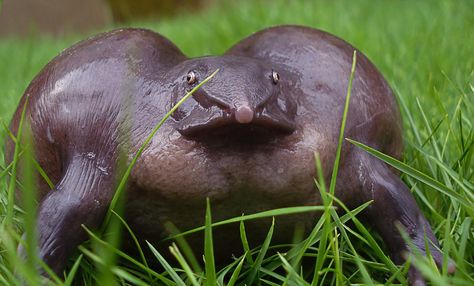 Yikes! Crazy purple frog #purplefrog #weirdanimals Purple Frog, Habitat Destruction, Western Ghats, Endangered Animals, Frog And Toad, Weird Animals, Endangered Species, Unique Animals, Amphibians